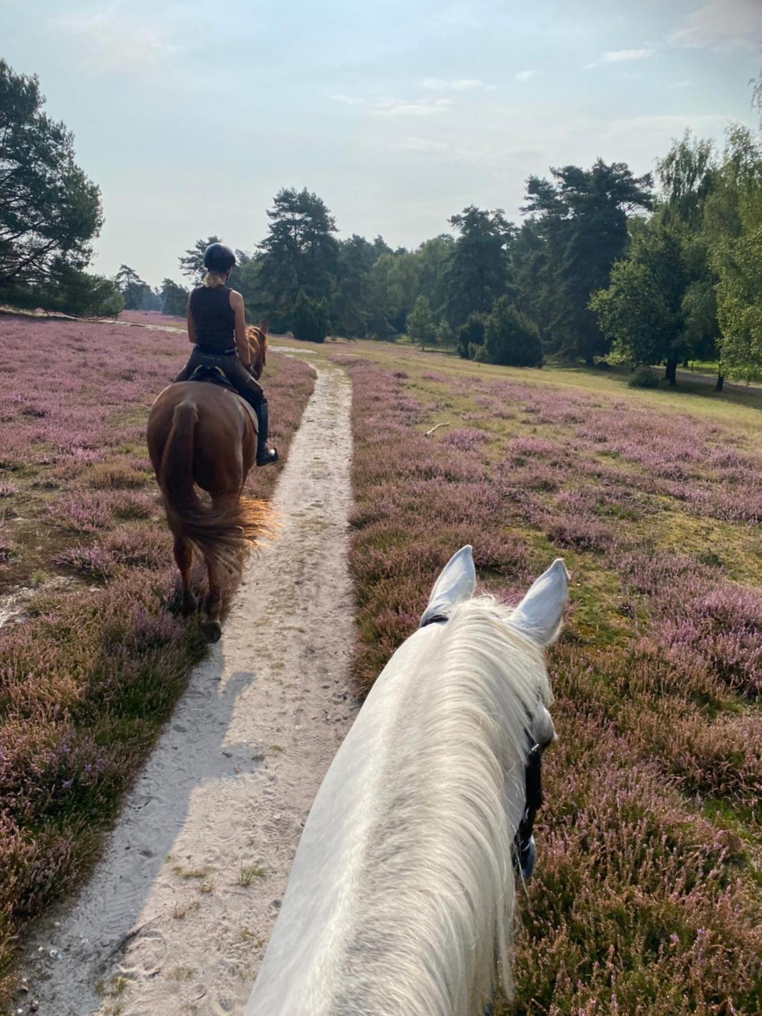 Heidegut Eschede Reitsportanlage Und Feriendorf Екстер'єр фото