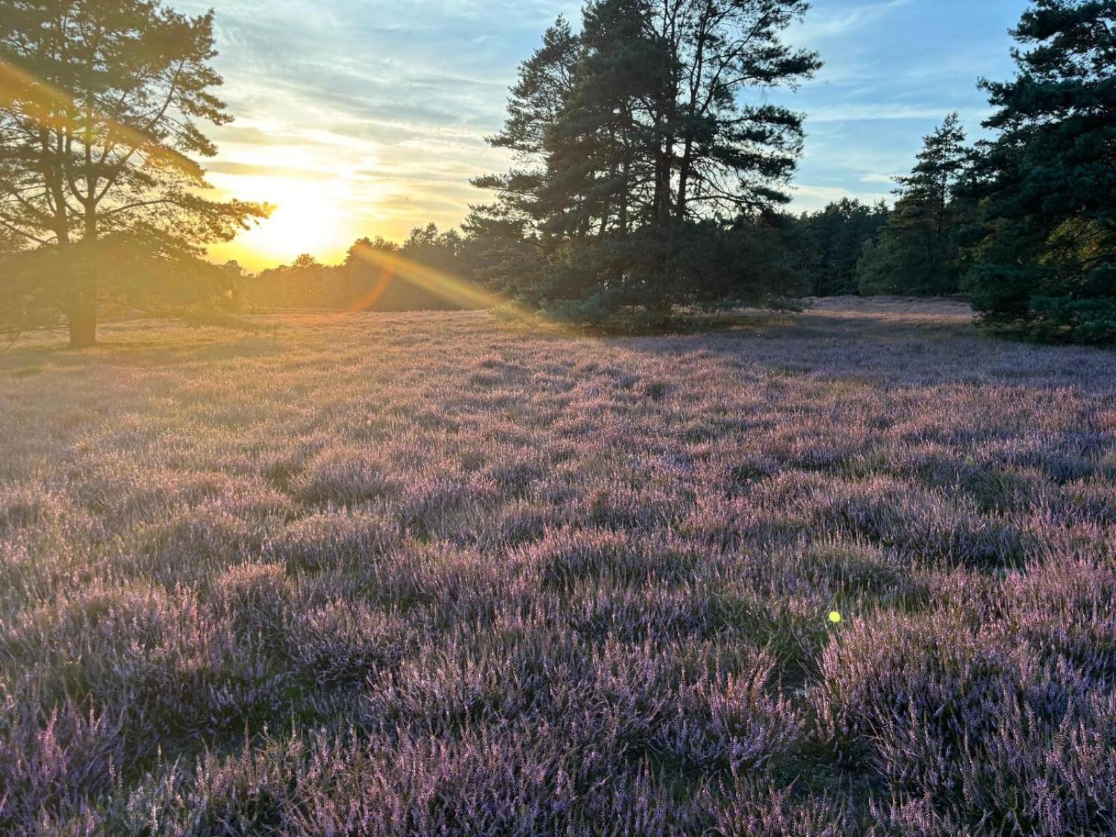 Heidegut Eschede Reitsportanlage Und Feriendorf Екстер'єр фото
